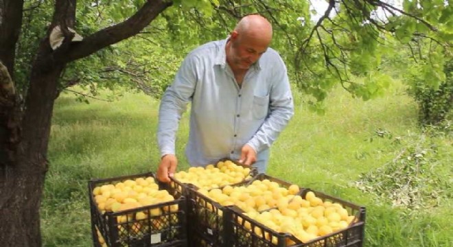 Doğu da sarı altın hasadı başladı 